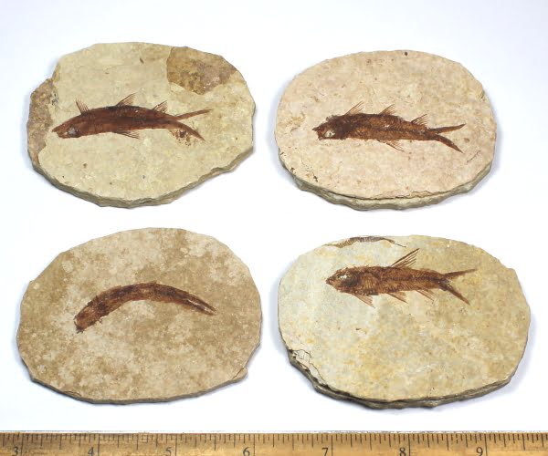 Knightia Fossil Fish