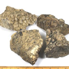 Rough Stromatolite