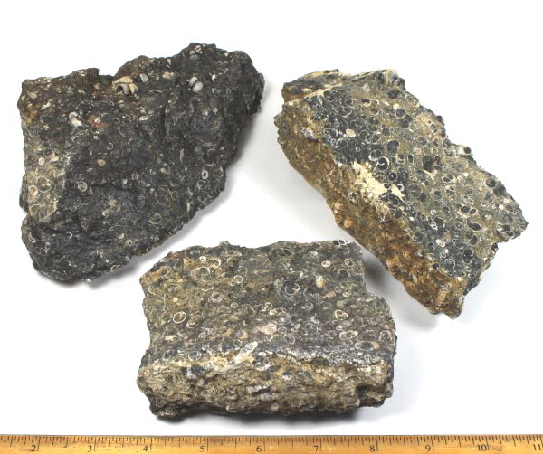 16-20 pcs Turritella Elimia Agate Tumbled 1/2 lb bulk stones 