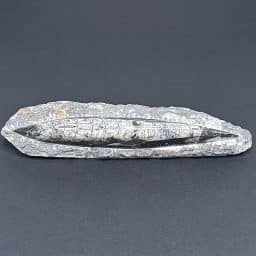 FO101 Orthoceras Polished Stone