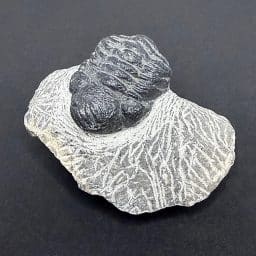 FO406 Trilobite