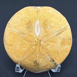 FO501 Fossilized Sand Dollar
