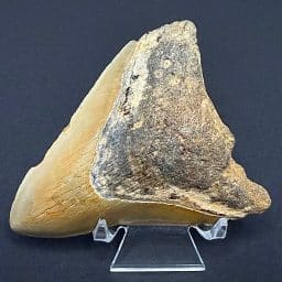 FO556 Megladon Shark Tooth