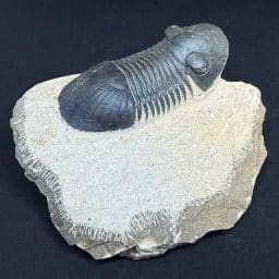 FO605 Trilobite