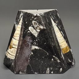 BK100 Orthoceras Bookends