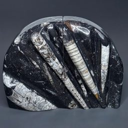 BK801 Orthoceras Bookends