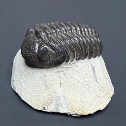 FO110 Trilobite