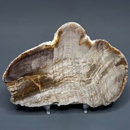 FO411 Petrified Wood