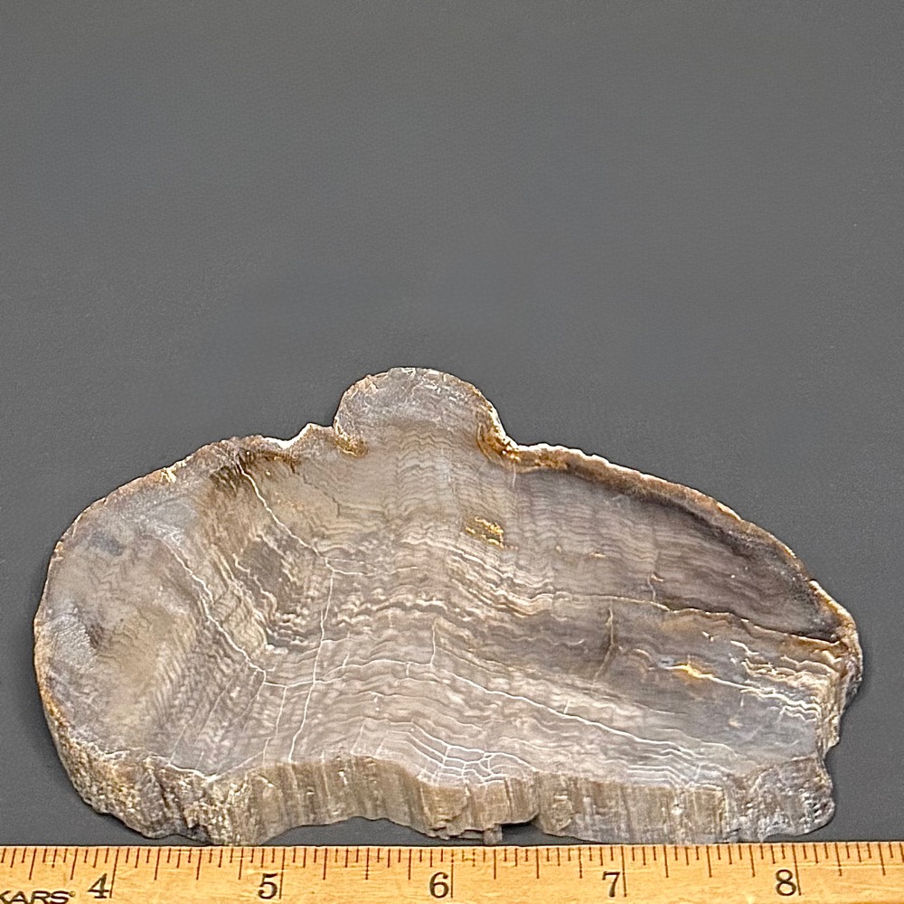FO411 Petrified Wood - Image 2
