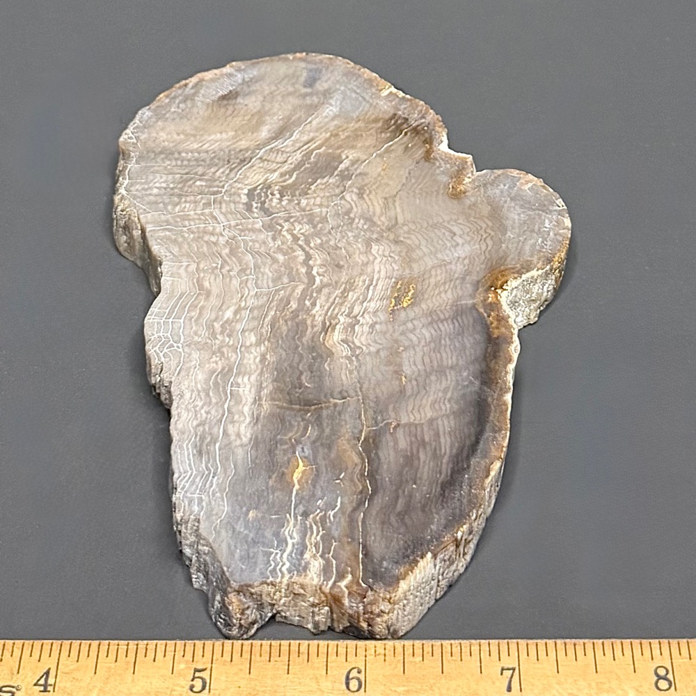 FO411 Petrified Wood
