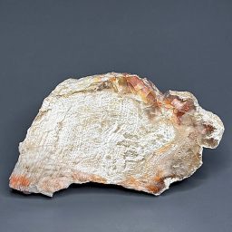 PW302 Arizona Petrified Wood