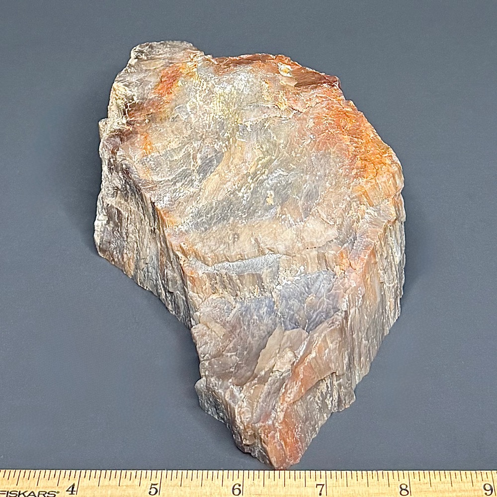 PW302 Arizona Petrified Wood - Image 2
