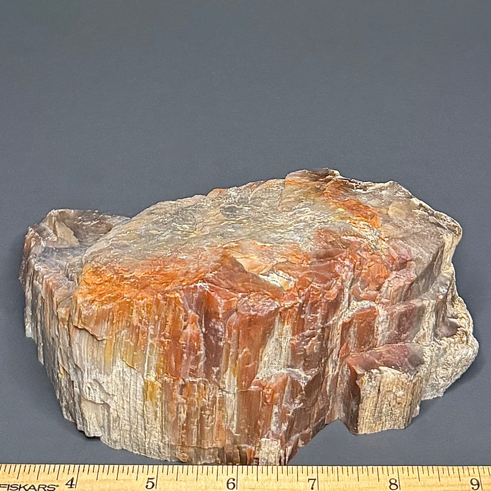 PW302 Arizona Petrified Wood - Image 3