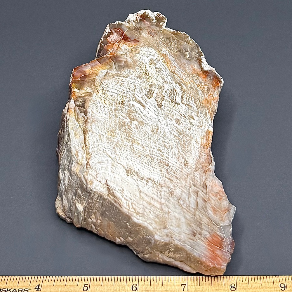 PW302 Arizona Petrified Wood