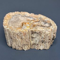 PW102 Madagascar Petrified Wood