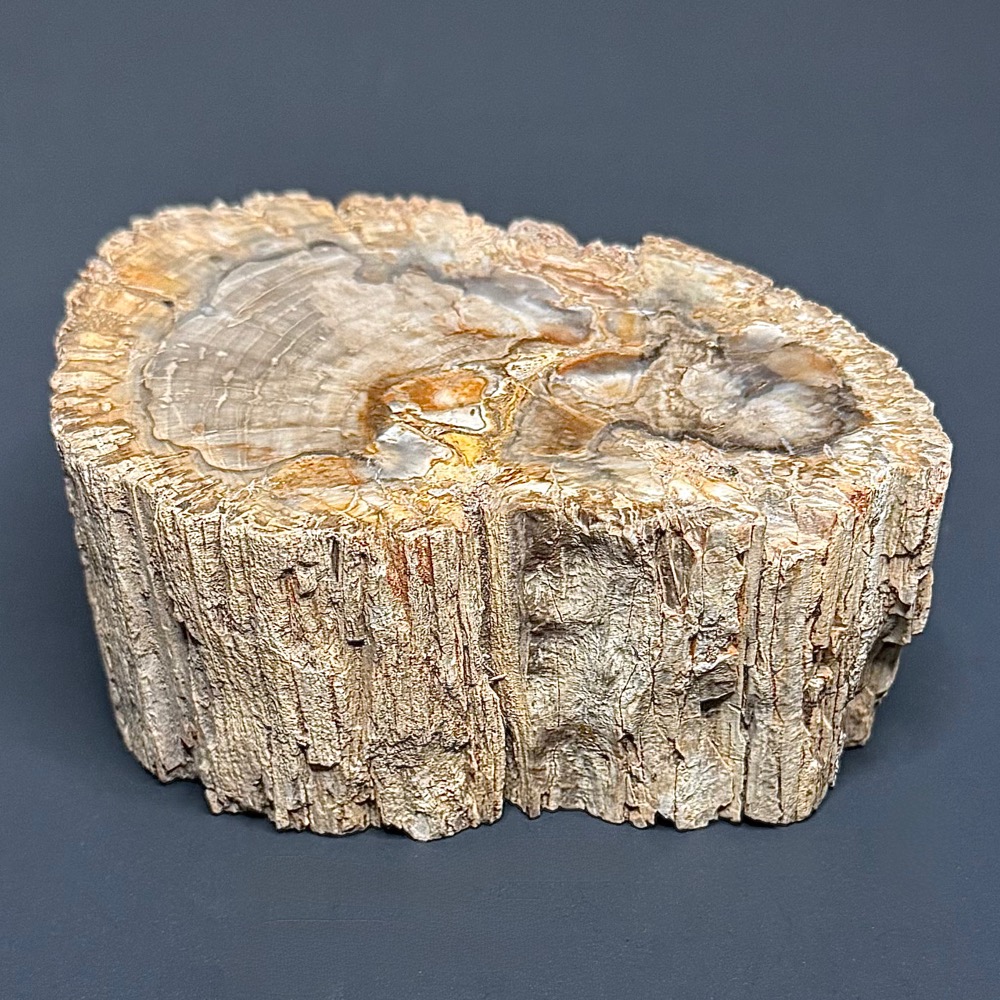 PW102 Madagascar Petrified Wood