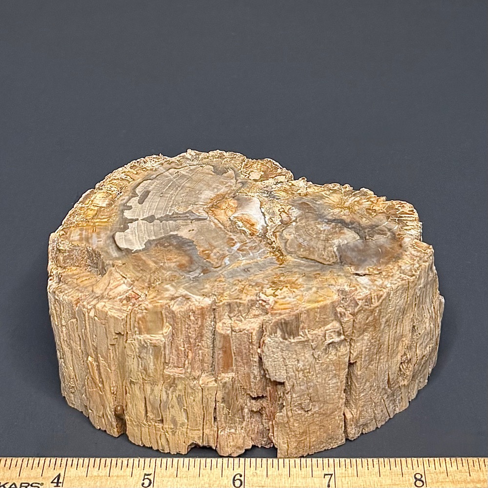 PW102 Madagascar Petrified Wood - Image 2