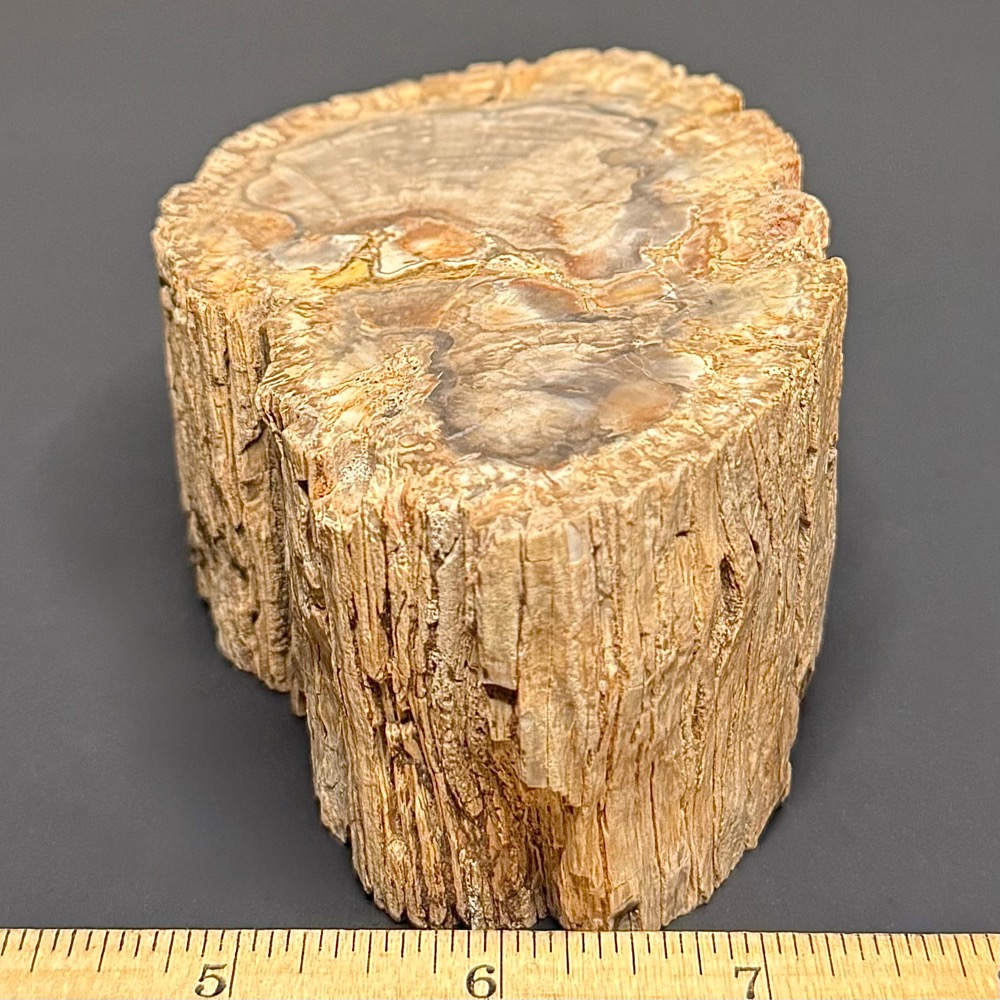 PW102 Madagascar Petrified Wood - Image 3