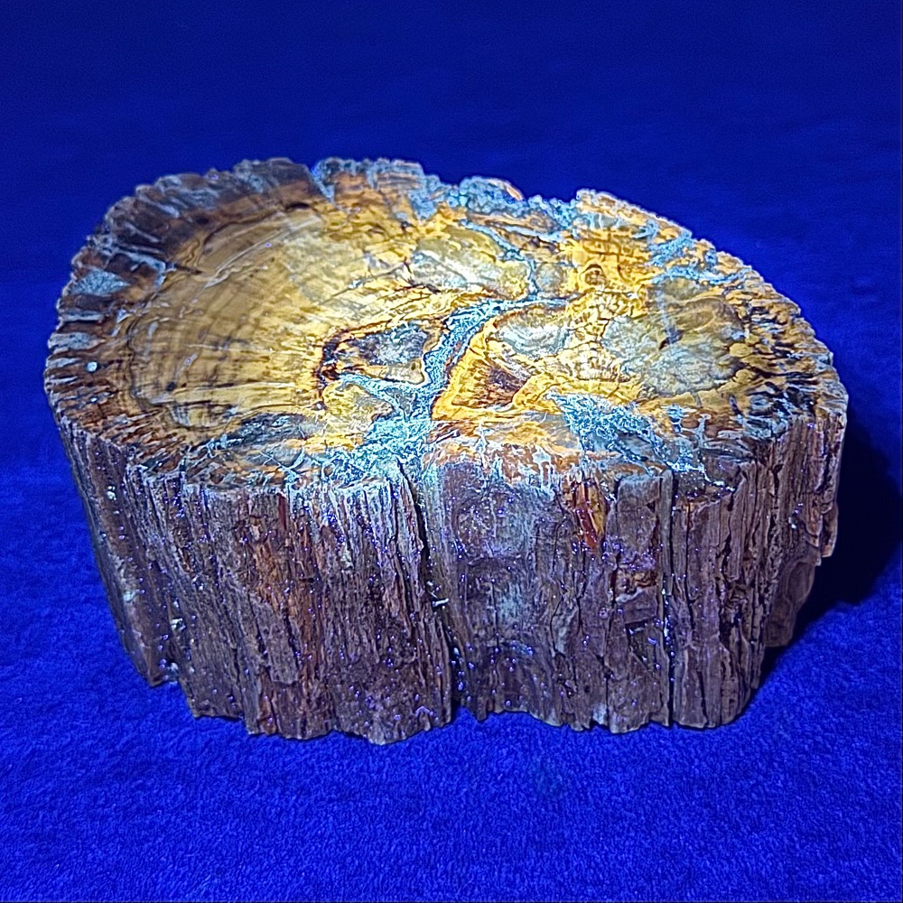 PW102 Madagascar Petrified Wood