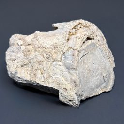 PW106 Eden Valley Petrified Wood