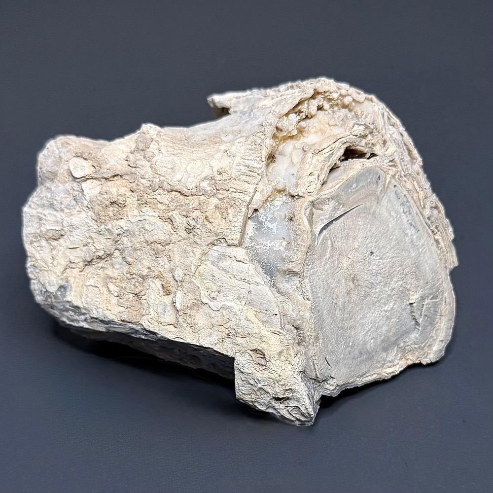 PW106 Eden Valley Petrified Wood