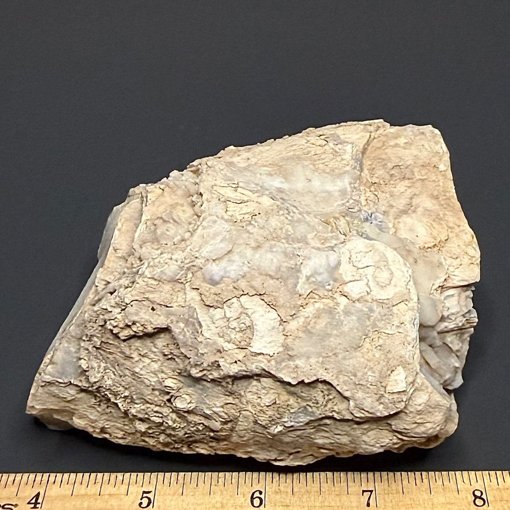 PW106 Eden Valley Petrified Wood - Image 2