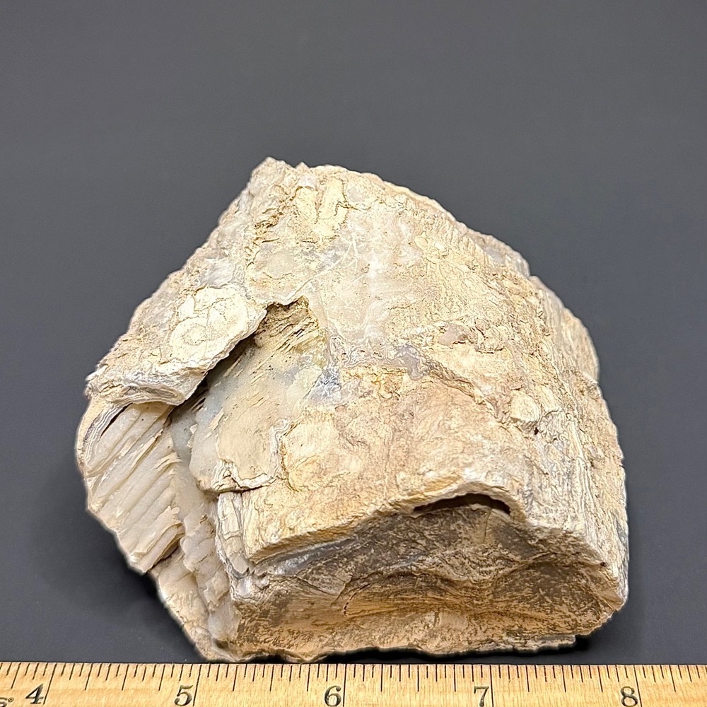 PW106 Eden Valley Petrified Wood - Image 3
