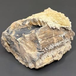 PW104 Eden Valley Wyoming Petrified Wood
