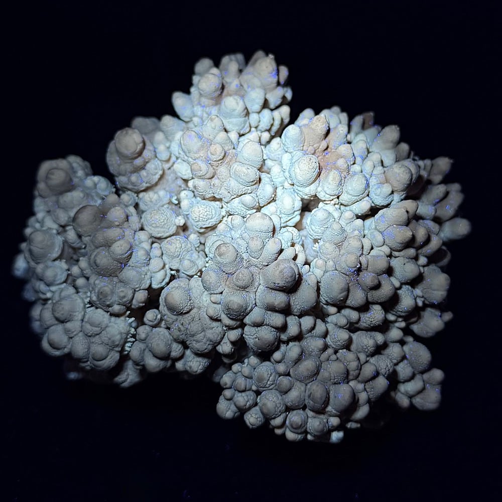 M716 Mushroom Aragonite - Image 4