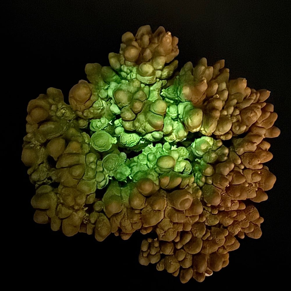 M716 Mushroom Aragonite