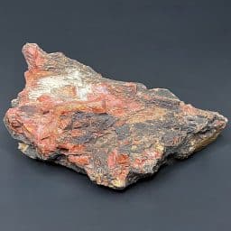 GR102 Arizona Petrified Wood