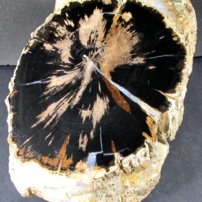 Eden Valley Wyoming Petrified Wood