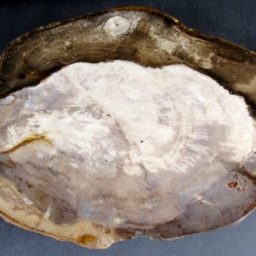 Petrified Wood