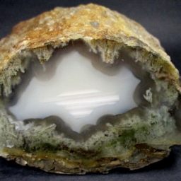 Wyoming Petrified Wood