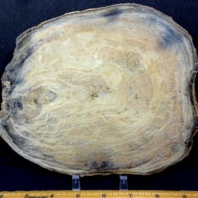 Nebraska Petrified Wood