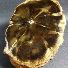 Woodworthia Petrified Wood