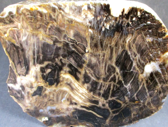 South Dakota Petrified Wood
