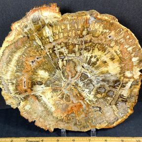 Madagascar Petrified Wood