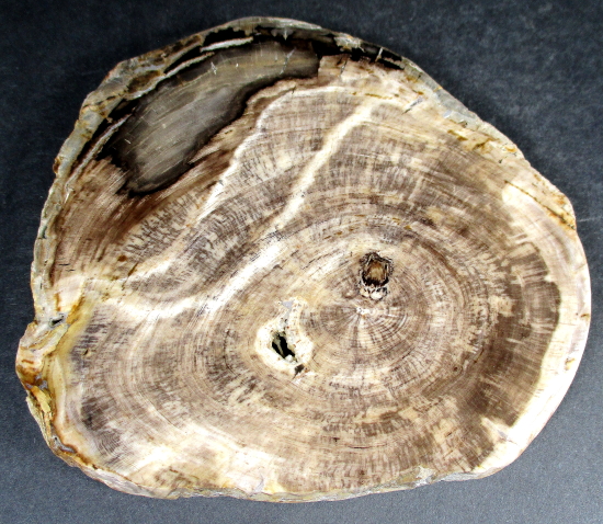Pacific Northwest Petrified Wood