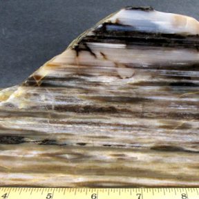 Arizona Petrified Wood