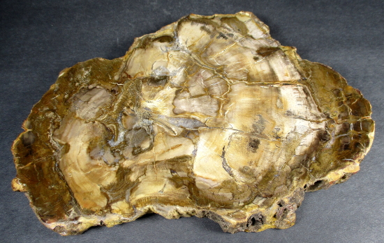 Madagascar Petrified Wood