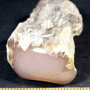 Nevada Pink Petrified Limb Cast