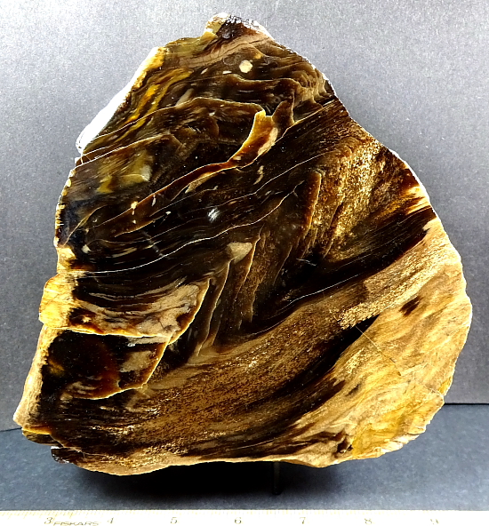 South Dakota Petrified Wood