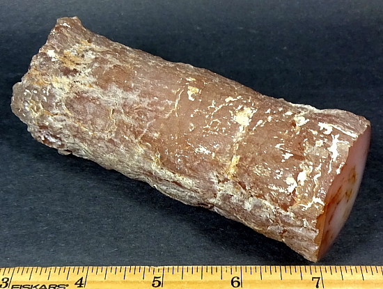 Petrified Limb Cast