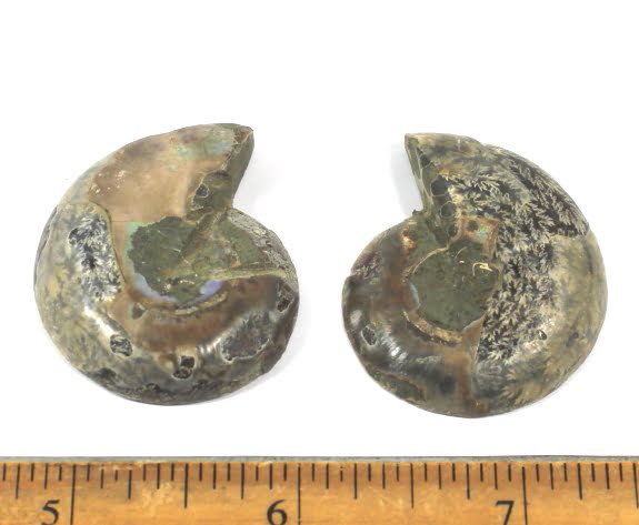 Ammonite Fossil Set