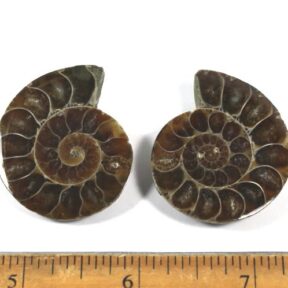 Ammonite Fossil Set