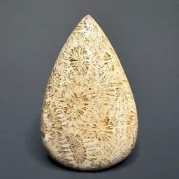CB201 Fossil Coral