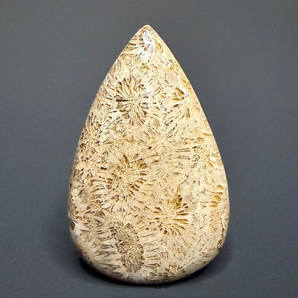 CB201 Fossil Coral