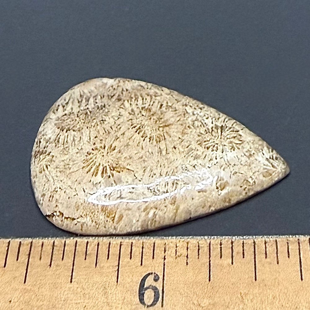 CB201 Fossil Coral - Image 2