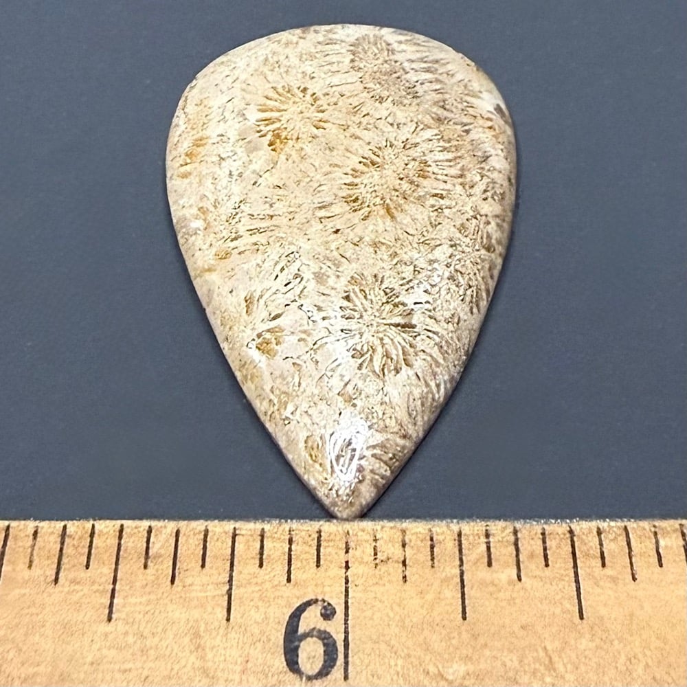 CB201 Fossil Coral - Image 3